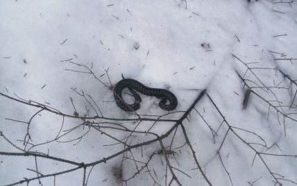 Природная аномалия: в Львовской области среди снега заметили змею (фото)
