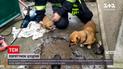 В Одеській області рятувальники розібрали бетонне подвір'я, щоб врятувати цуценя | Новини України