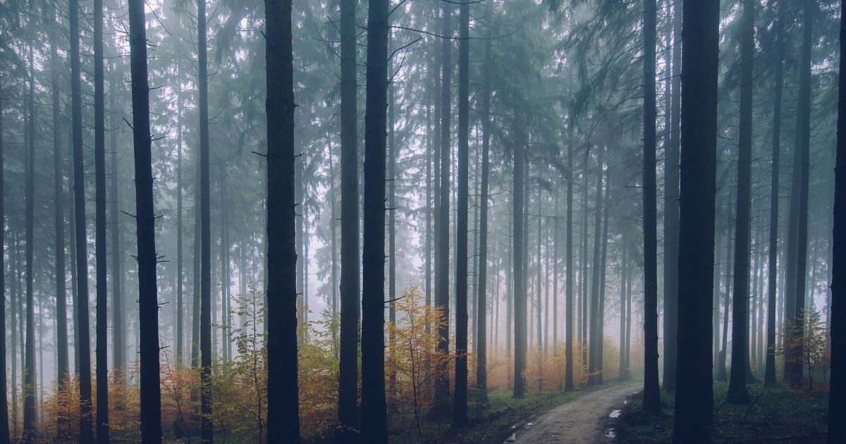 В Україні збільшується відсоток зникнення лісів: як цьому намагаються зарадити