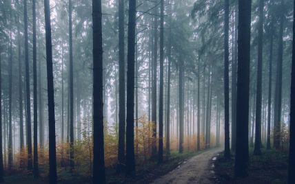 Мешканцям Полтавської області заборонили ходити до лісів