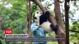 Новини світу: у Китаї маленьких панд тренують навичкам виживання