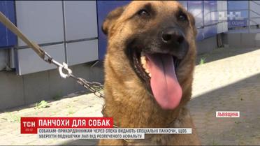 Для собак-прикордонників вигадали шкарпетки, які захищають від розпеченого асфальту