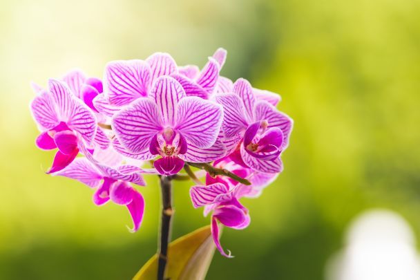 Подкормка орхидей в домашних условиях минеральными и народными средствами