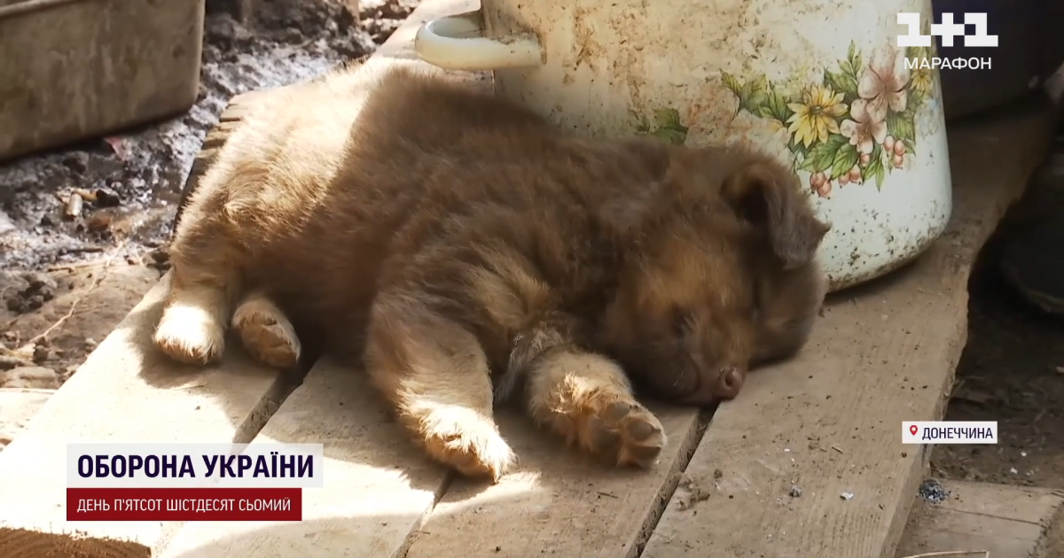 Як воїни знову звикають до окопів після кількох днів з сім'єю