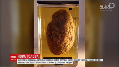 Вченим вдалося відновити мозок померлої свині