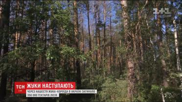 Нашествие жука-короеда в Украине уничтожило около 350 тысяч гектаров леса