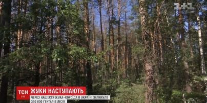 Нашестя жука-короїда в Україні винищило близько 350 тисяч гектарів лісу