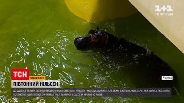 Новости Украины: в Одессе впервые за годы независимости появился бегемот