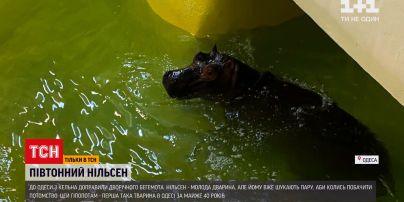 Новости Украины: в Одессе впервые за годы независимости появился бегемот