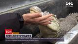 Новини України: переселення крокодилів, або як трьох рептилій перевозили до нового вольєра