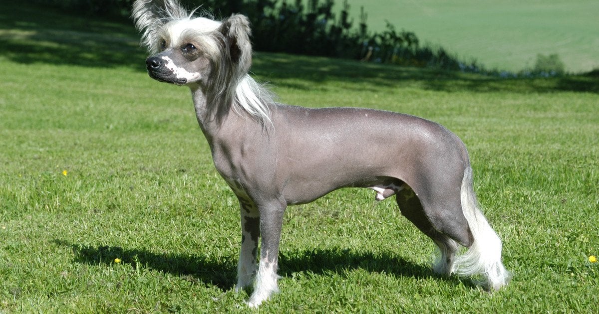 Китайская хохлатая. Фото: Tommy Gildseth/CC BY 3.0