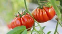 Як прискорити дозрівання помідорів