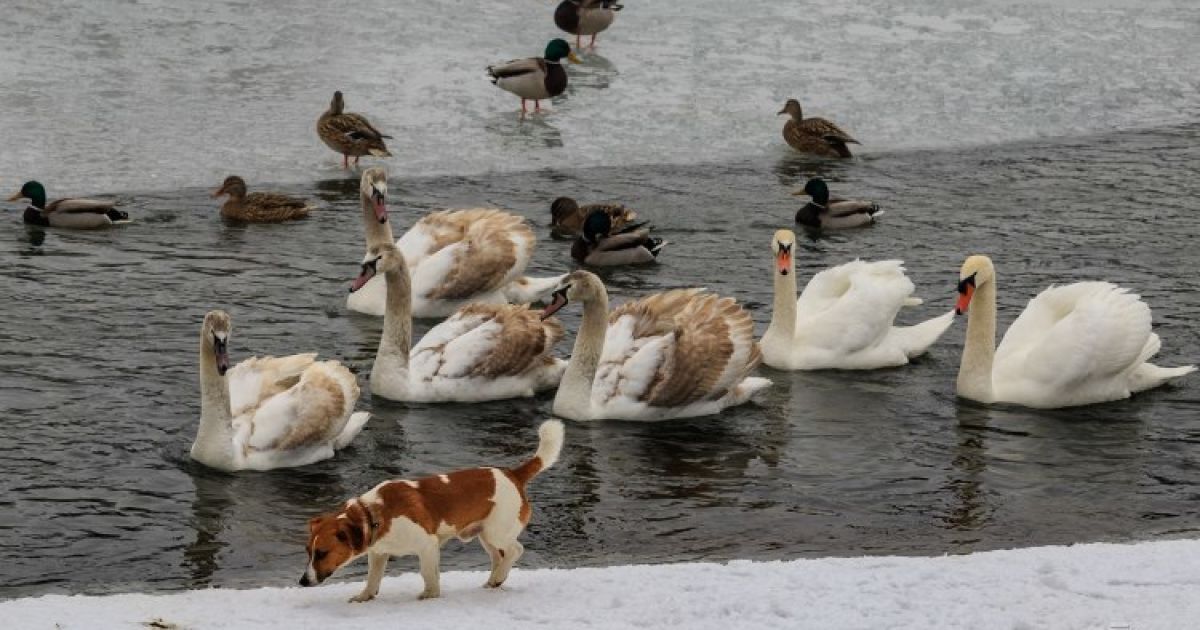 "Відлига й аномально висока температура": синоптик спрогнозував в Україні "репетицію весни"