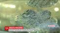 В одном из Хмельницких магазинов в качестве рекламы используют крокодила в аквариуме