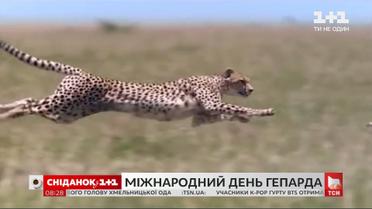 Самое быстрое животное на планете: интересные факты о гепардах