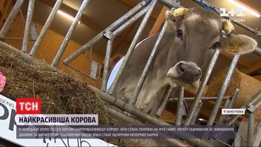 У Німеччині обрали найгарнішу корову регіону Гессен
