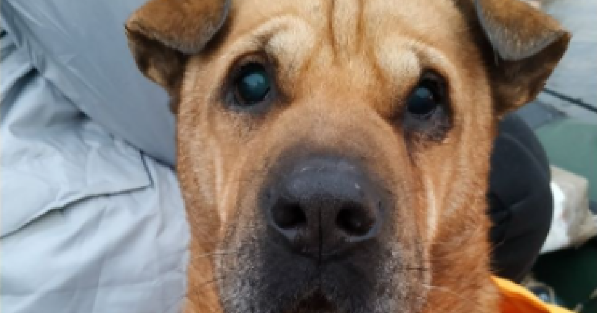 У Києві шкуродер скинув собаку з Північного мосту у Дніпро: відео