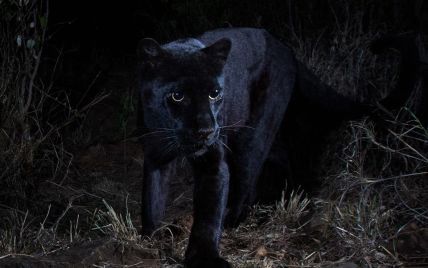 Уперше за сотню років біологам в Африці вдалось зняти на камеру "міфічного" чорного леопарда