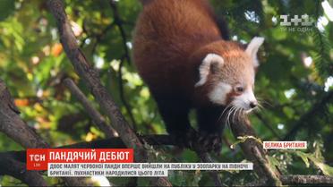 Двое малышей красной панды впервые вышли на публику в британском зоопарке