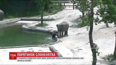 У південно-корейському зоопарку двоє слонів влаштували операцію з порятунку слоненяти