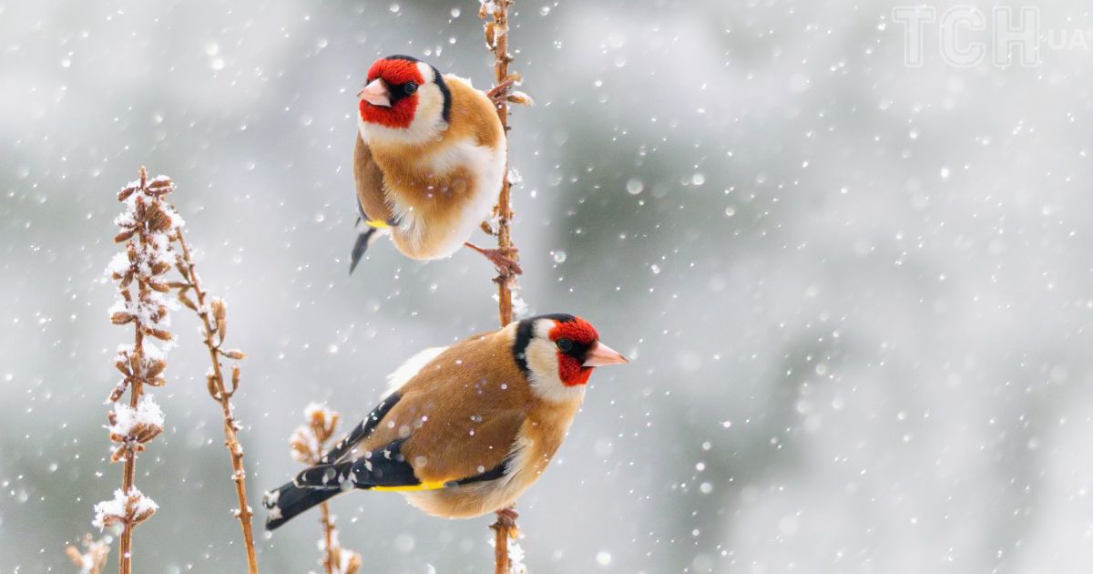 Гороскоп на 28 грудня