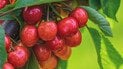 Черешня – одна из самых любимых летних ягод
