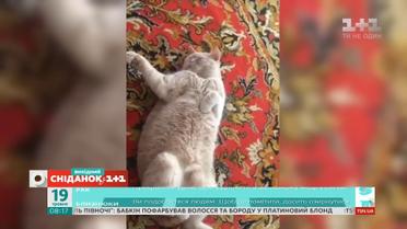 Кумедні відео домашніх улюбленців від глядачів "Сніданку з 1+1"