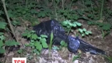 В спальном районе Киева нашли расчлененное женское тело