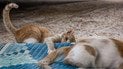 Якого кольору світ бачать коти