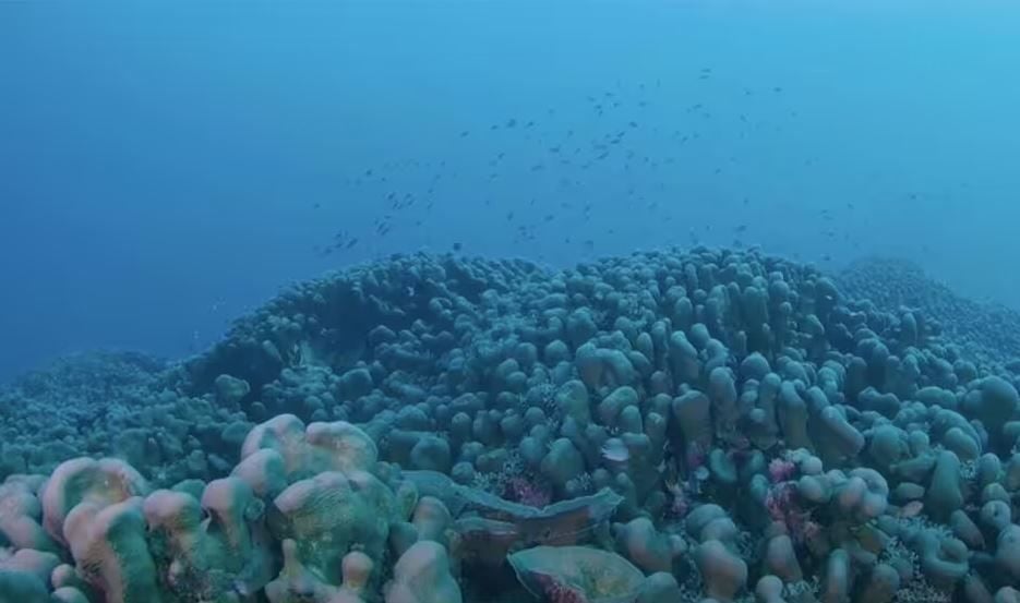 Корали Pavona clavus / Фото: SIBC / © 