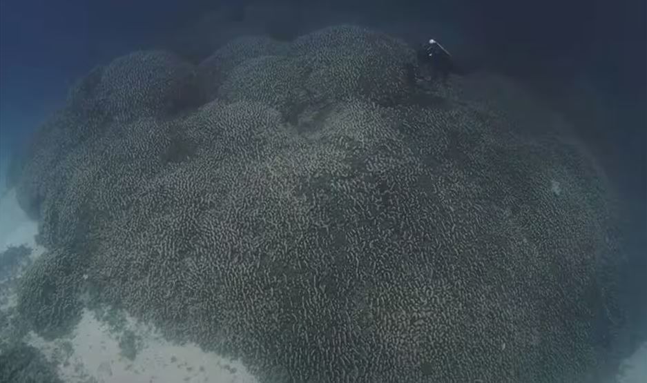 Корали Pavona clavus / Фото: SIBC / © 