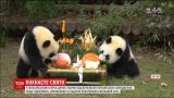 У Китаї панди із шиком відсвяткували день народження