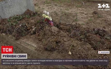В Запорізькій області свині перерили місцеве кладовище: жителі поскаржились на власника