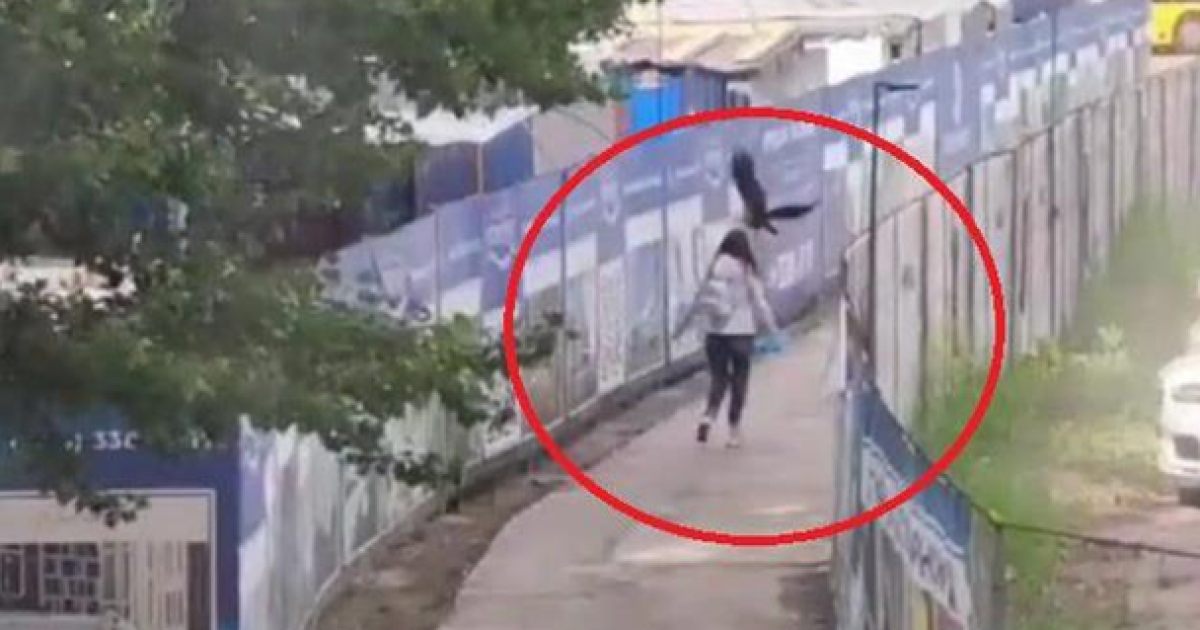 В Киеве ворона атаковала девушку: появилось видео