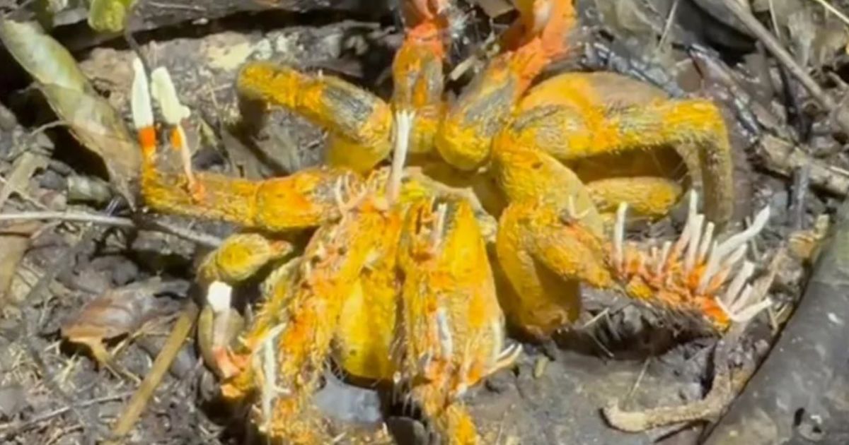 Паук-"зомби" / Фото: instagram.com/chrisketola