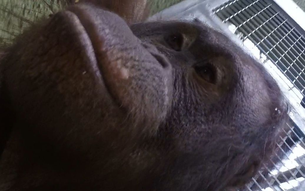 Мавпи дві хвилини знімали себе на відео / © Офіційний сайт зоопарку Блекпула
