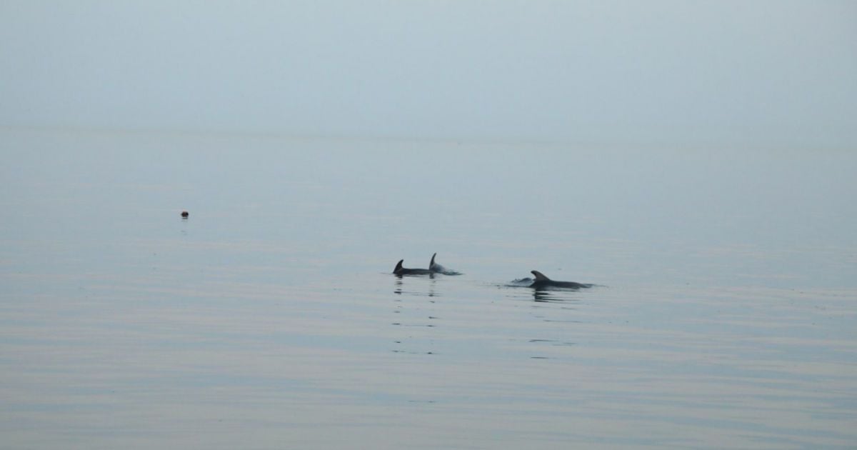 Дельфіни, які застрягли на одеському пляжі, вийшли у відкрите море