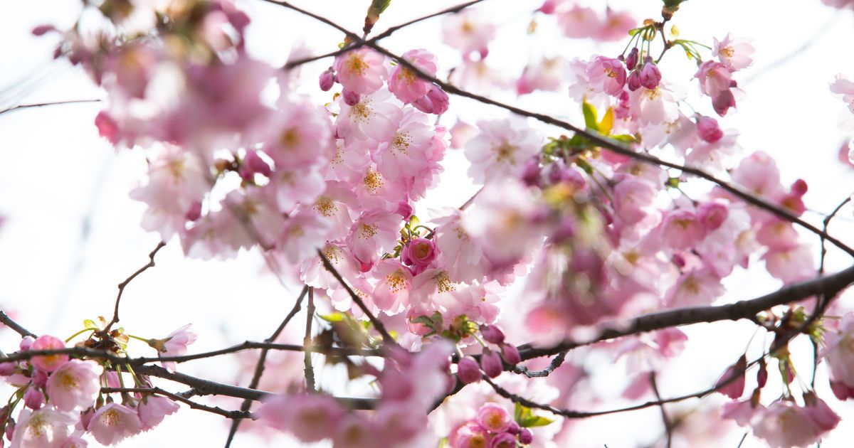 Цвітіння сакур та магнолій у Києві