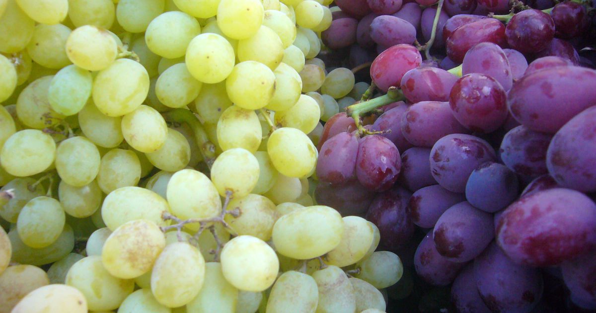В Украине на месяц раньше появился в продаже отечественный виноград