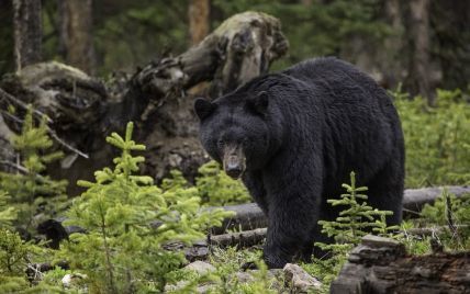 В США черный медведь разорвал двух человек