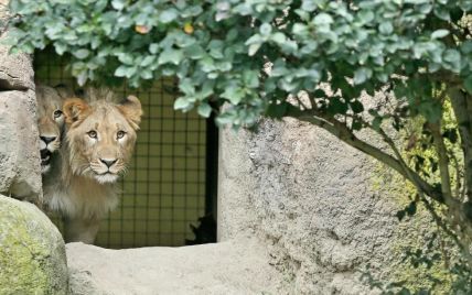 В Германии два льва сбежали из зоопарка