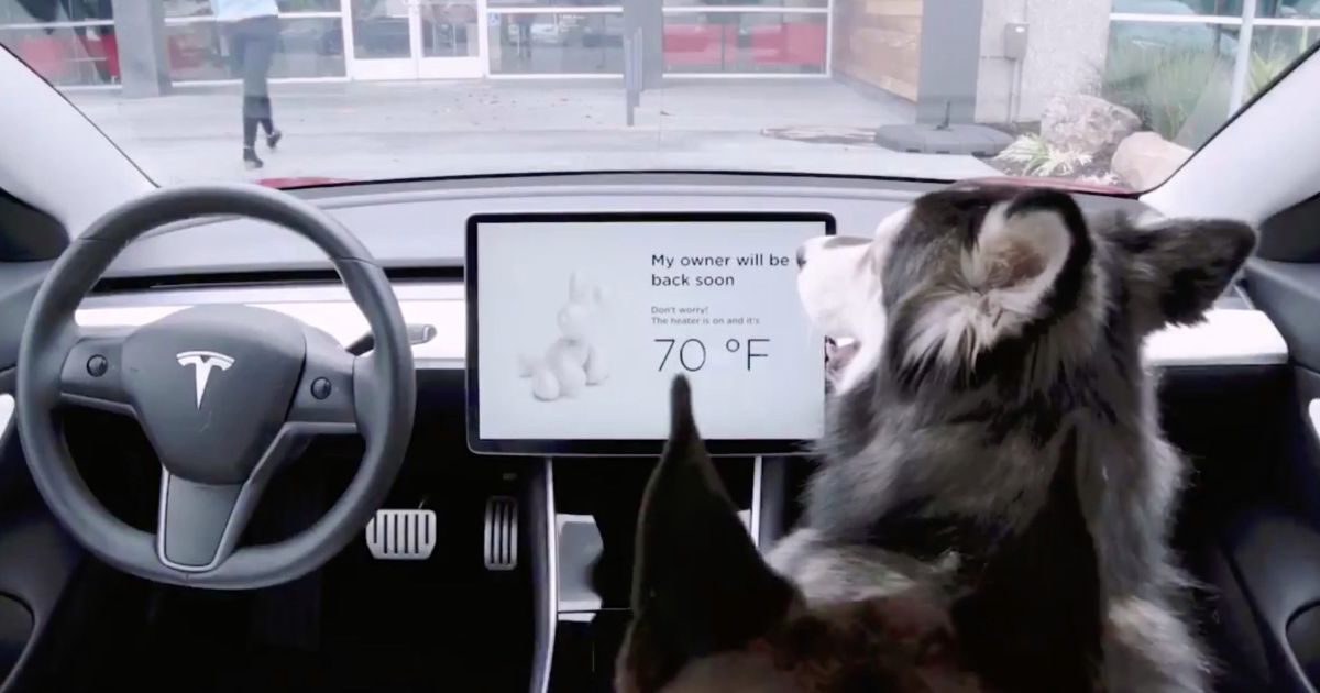 Tesla врятувала ірландця від звинувачень у жорстокому поводженні з тваринами