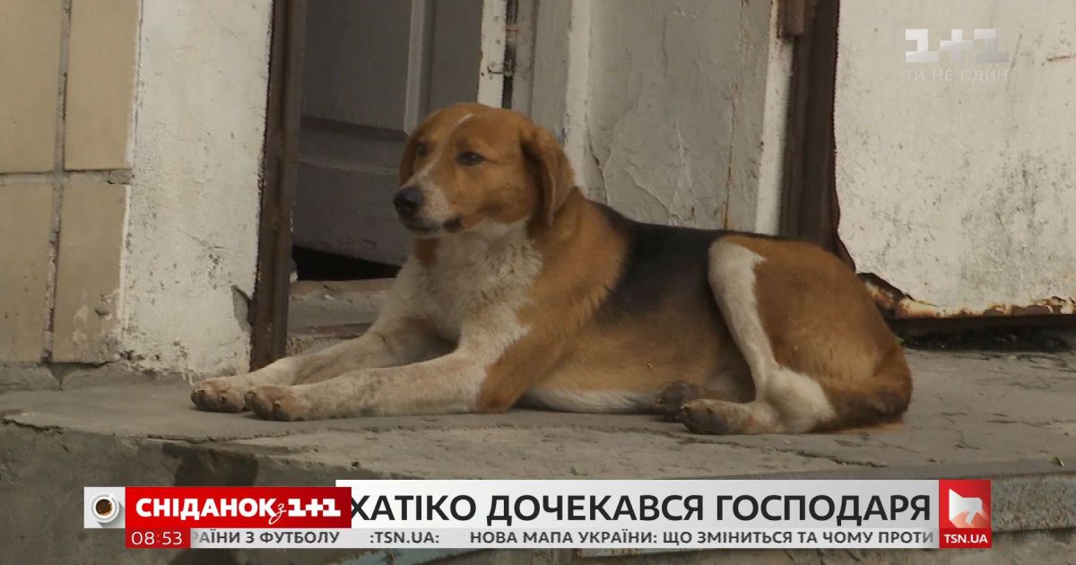 Украинский хатико наконец нашел семью
