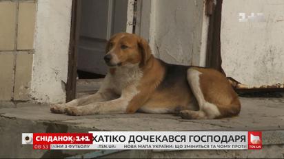 Украинский Хатико наконец нашел семью