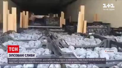 Новости Украины: таможенники будут решать, что делать со сливами, которые задержали 2 недели назад