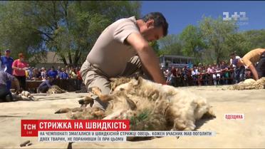 На Одещині три десятки учасників чемпіонату стригли овець на швидкість