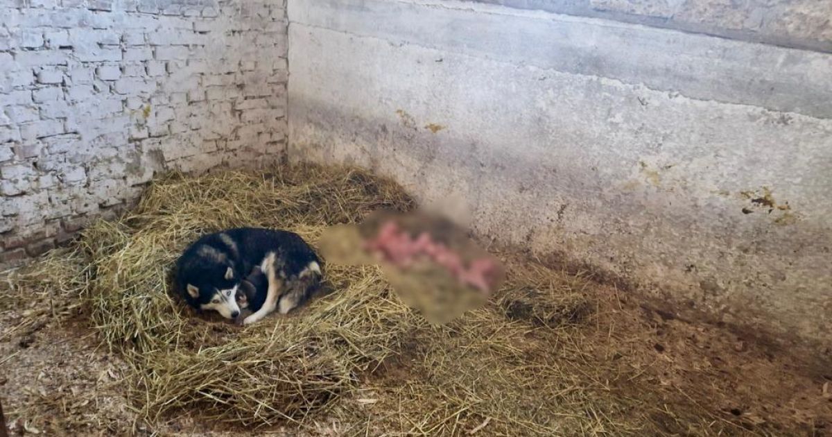 Приют на Киевщине, где издевались над животными / © Полиция Киевской области