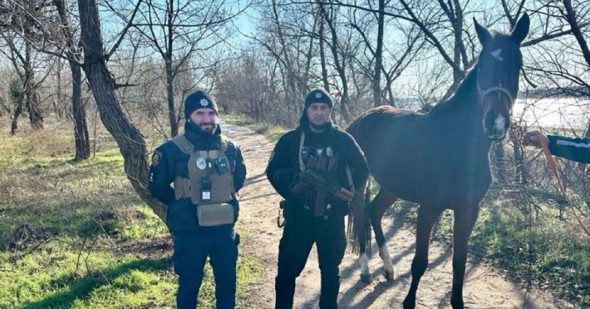 Беглец конь в Запорожье