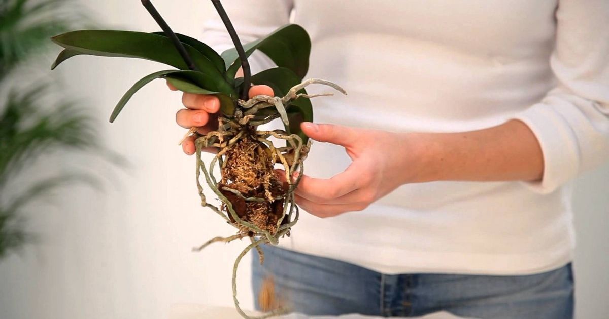 Почему орхидея сбрасывает бутоны?