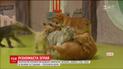 В Пекине собака вскормила тигрят, львенка и маленьких гиен